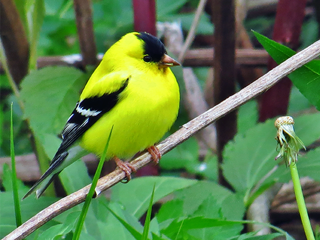 American Goldfinch by Keith Watson
